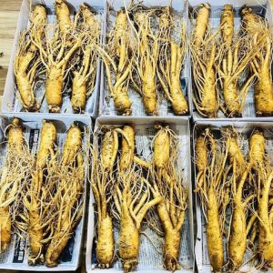Sâm tươi hàn quốc 6 năm tuổi size 6 củ/kg