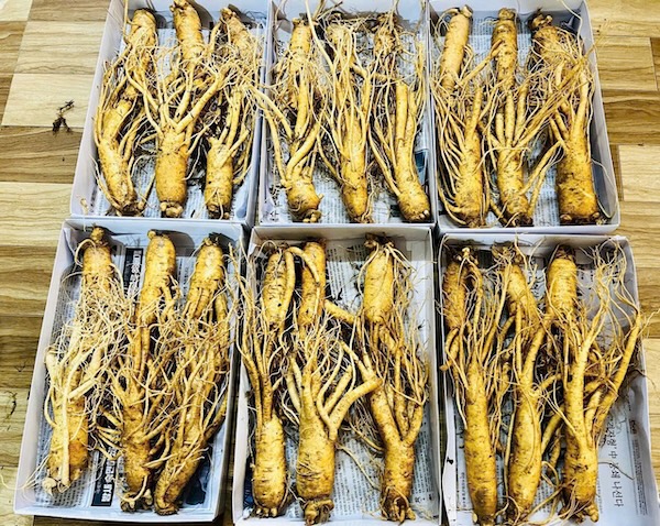 Sâm tươi hàn quốc 6 năm tuổi size 6 củ/kg